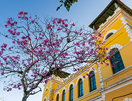 Fachada do Mercado Público e árvore com flores rosas