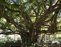 Árvore da Figueira localizada na Praça XV de Novembro