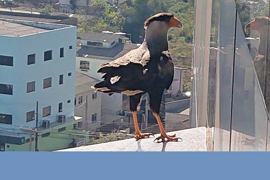 Com expansão urbana, fórum de Chapecó se torna nova morada de pássaros 