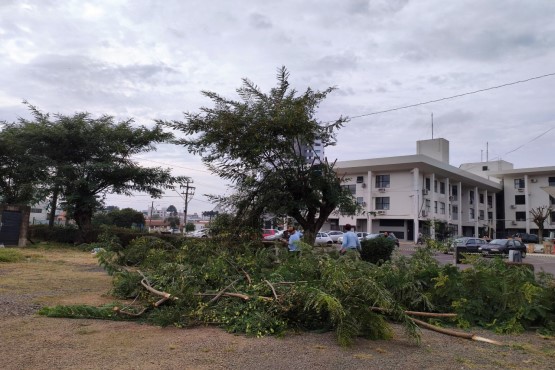 Comarca de Lages remove seis árvores condenadas e doa lenha para famílias carentes