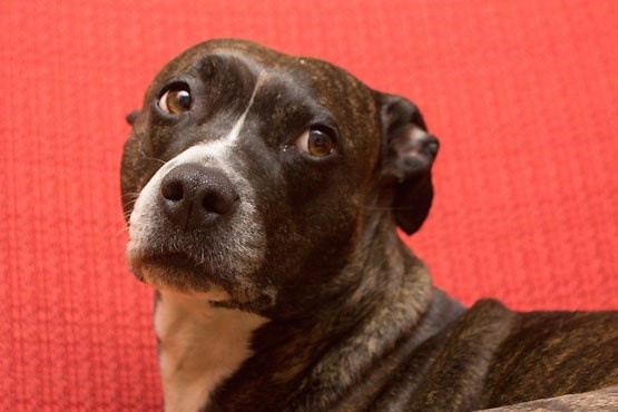 Homem será indenizado por negligência de veterinária que causou morte de cadela