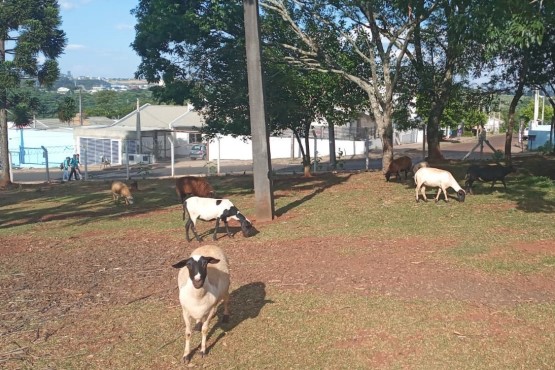 Ovelhas do Case.