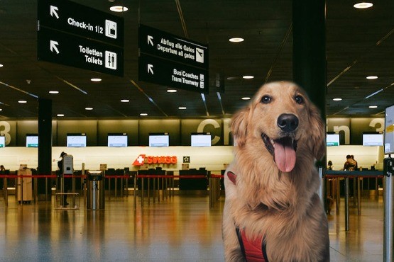 Imagem ilustrativa de cão de suporte emocional.
