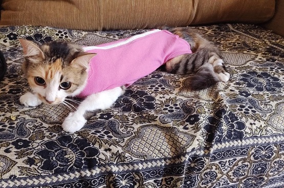 Gato com roupa pós-operatória.