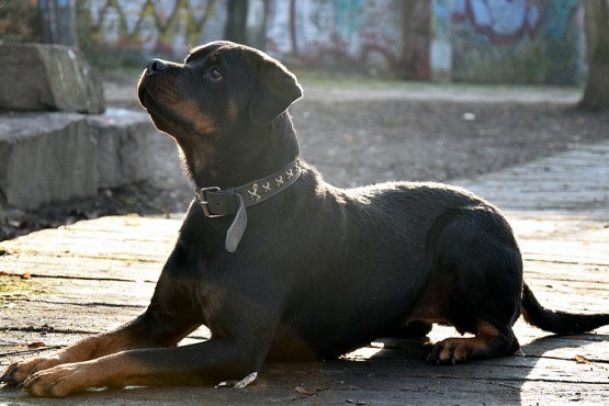 Imagem ilustrativa de cachorro.