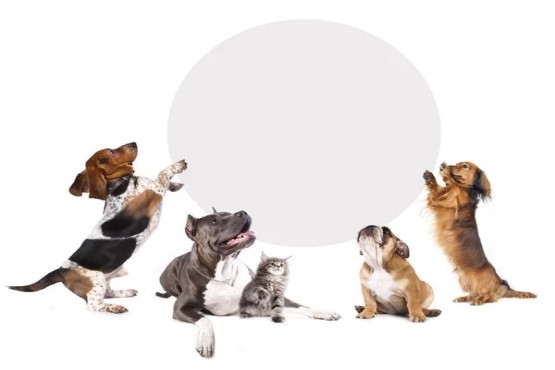 Imagem ilustrativa de cachorros.