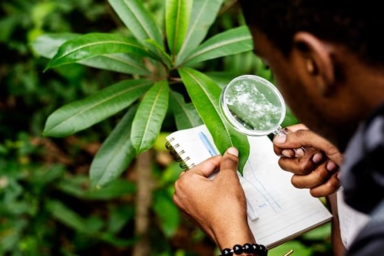 Homem analisando planta.