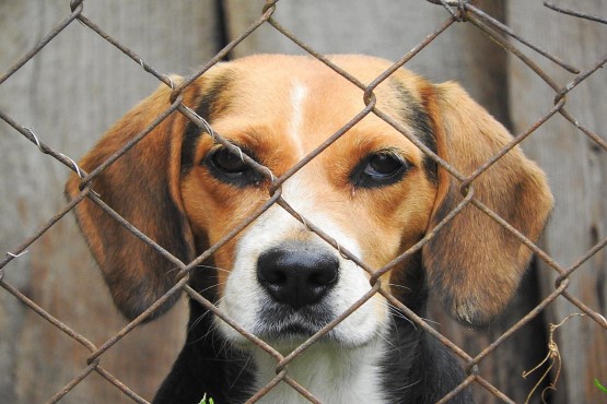 Cachorro atrás de grade.
