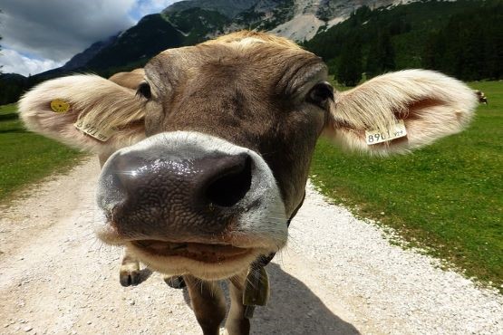Vaca.