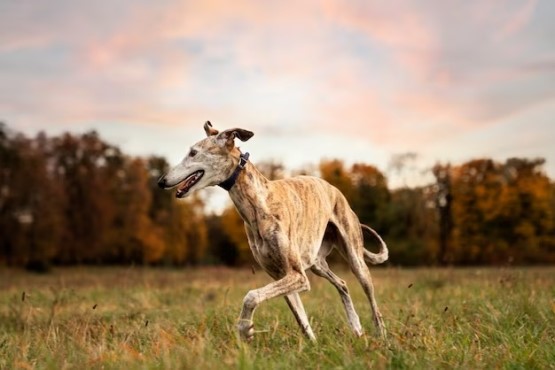 Cão galgo.