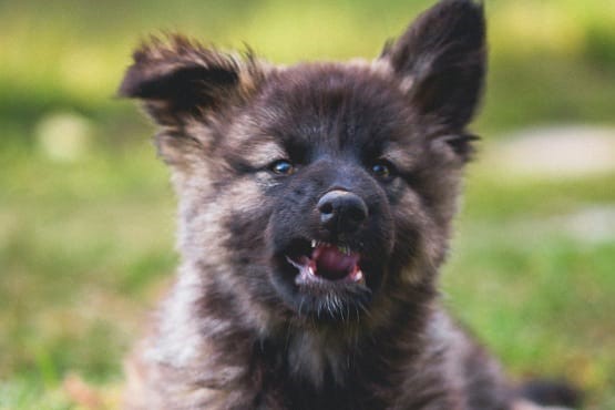 Filhote de cachorro.