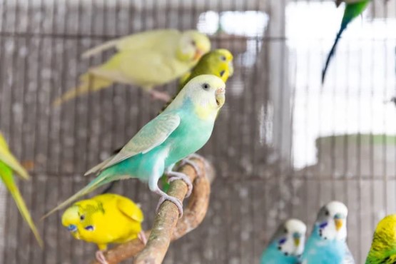 Aves silvestres.