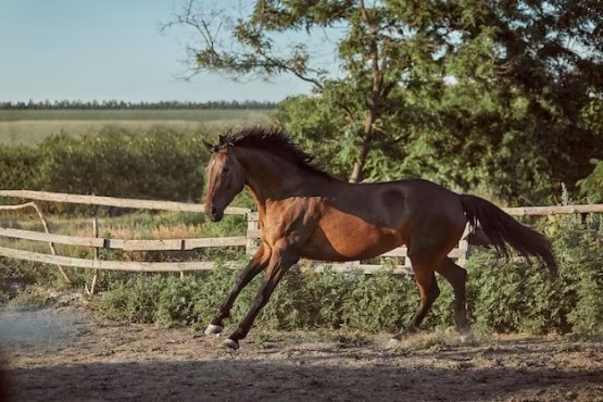 Cavalo de pelagem marrom.