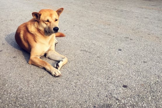 Cachorro.