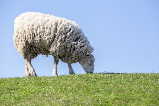 Ovelha em pasto.