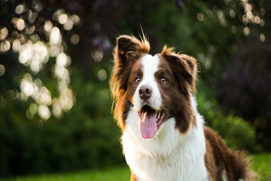 Cão da raça Border Collie.