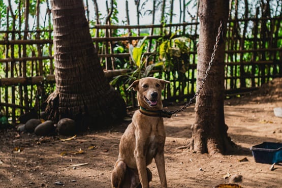 Cachorro acorrentado.
