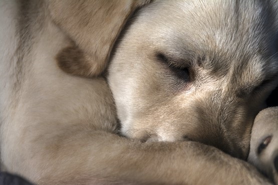 Cachorro dormindo.