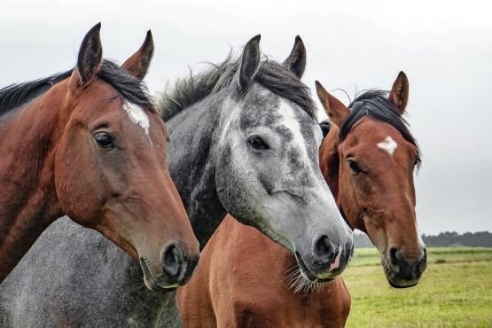 Três cavalos.
