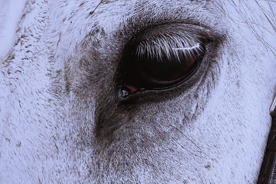 Imagem de perto de cavalo.