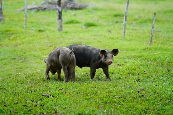Dois porcos no meio de gramado.
