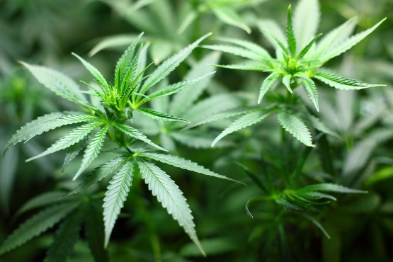 Planta da maconha.