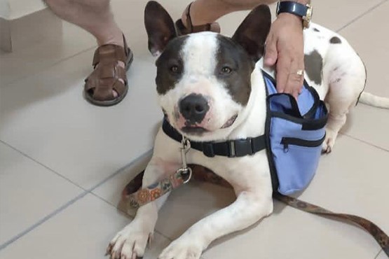 Stiles, o cão mensageiro.