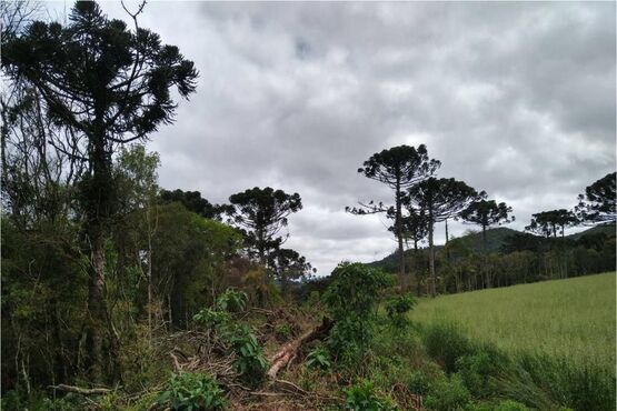 Área de vegetação.
