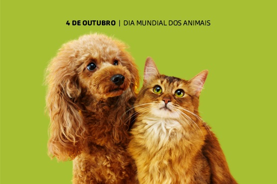 Cão e gato.