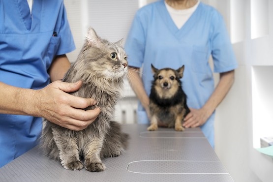 Gato e cão em veterinário.