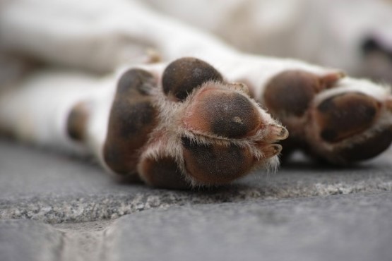 Patas de cachorro.