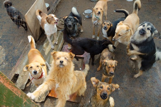 Cachorros sem raça definida.