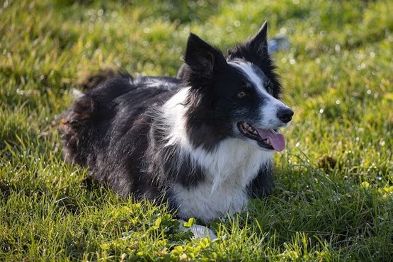Cão da raça Border Collie.