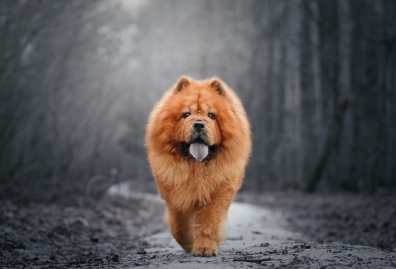 Cachorro chow chow.