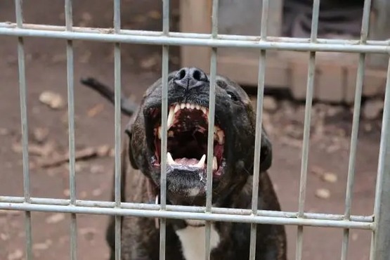 Cão mostrando os dentes.