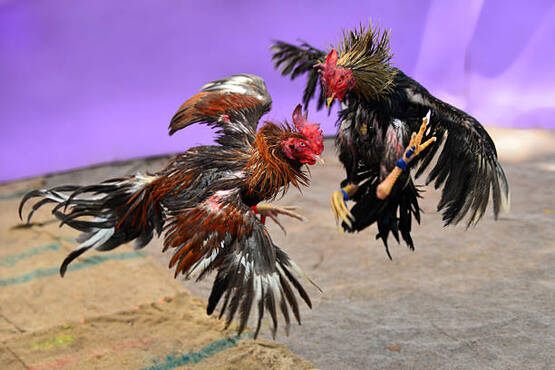 Galos.