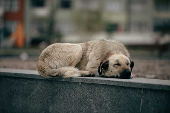Cachorro dormindo.