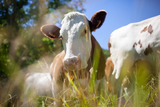 Vacas.