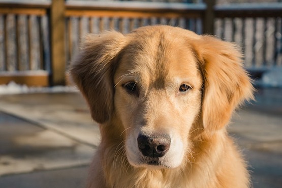 Cachorro.