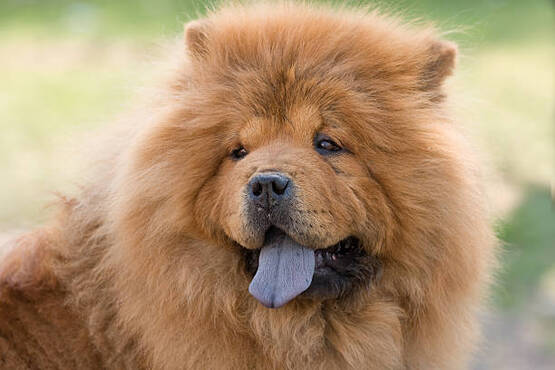 Cachorro chow chow.