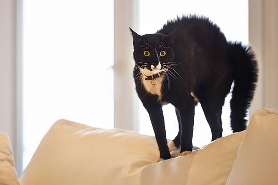 Gato preto.