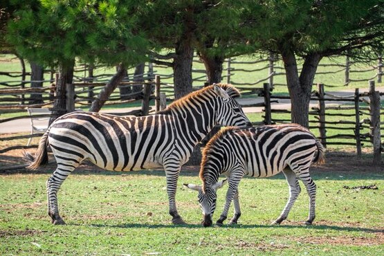 duas zebras interagindo