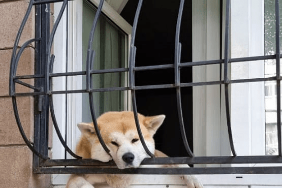 cachorro deitado em varanda