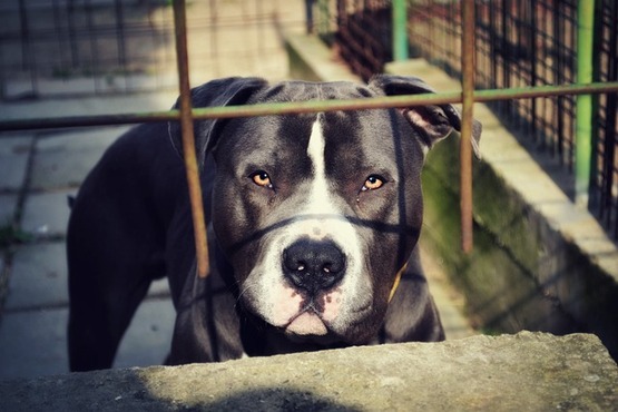 Cão atrás de grades