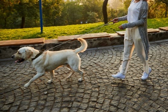Mulher passeando com cachorro
