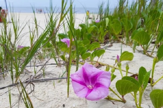 areia com plantas e flor