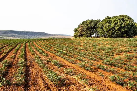 Plantação