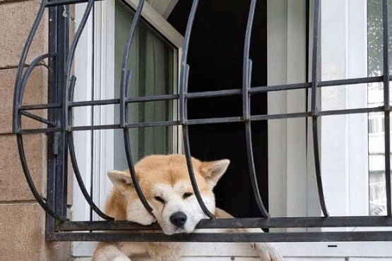 A imagem mostra um cachorro de pelagem clara, possivelmente um Akita Inu, com a cabeça para fora de uma grade de janela. A grade é de metal e tem um design curvado. O cachorro parece estar olhando para fora, com uma expressão tranquila.