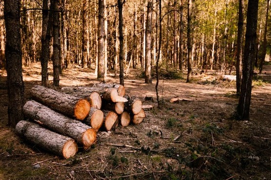 A imagem mostra uma floresta com várias árvores de troncos finos e altos. No chão, à esquerda, há uma pilha de troncos cortados, alguns empilhados horizontalmente e outros deitados no chão. A luz do sol atravessa as árvores, criando sombras no solo.