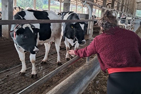 A imagem mostra uma pessoa alimentando vacas em um estábulo. A pessoa está de costas para a câmera, vestindo uma jaqueta vermelha e calças pretas. Ela está estendendo a mão para alimentar duas vacas que estão do outro lado de uma cerca de metal. As vacas são brancas com manchas pretas. O estábulo é coberto e há várias outras vacas ao fundo.